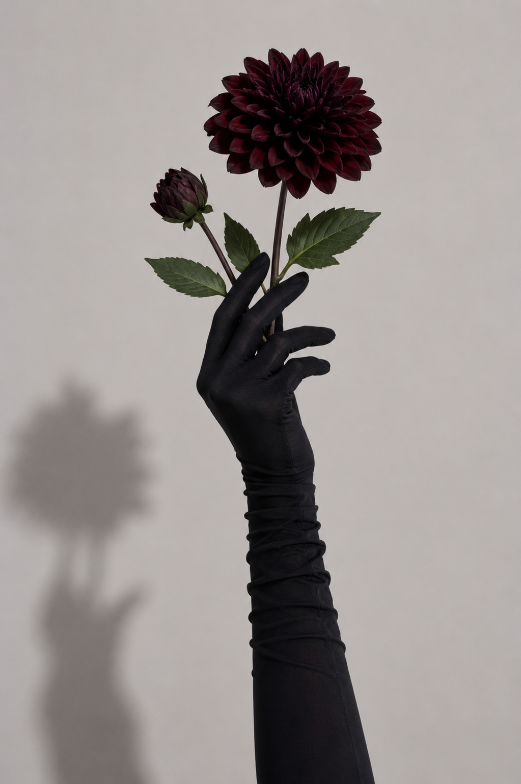 Dahlia 02