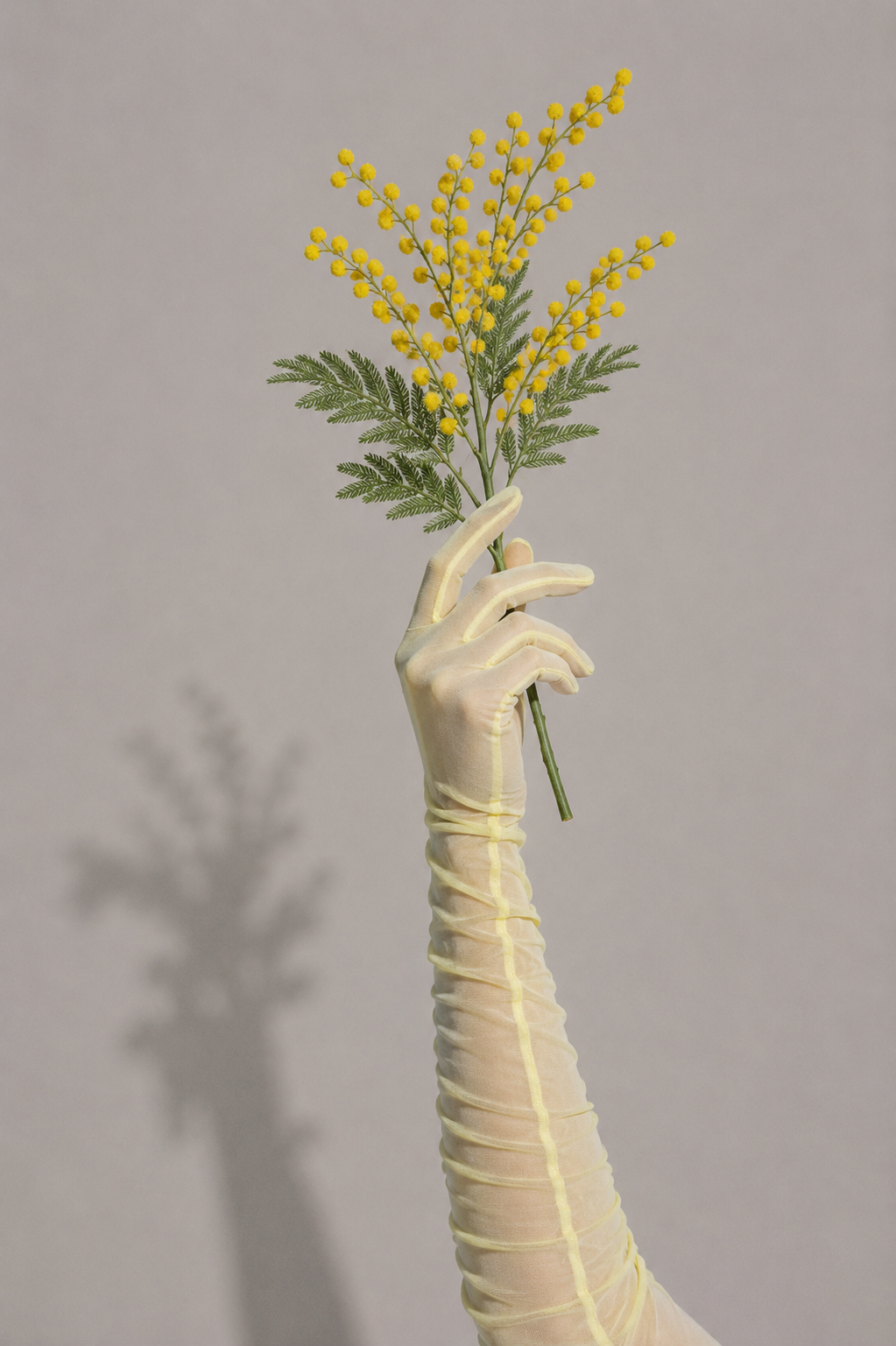 Mimosa 02