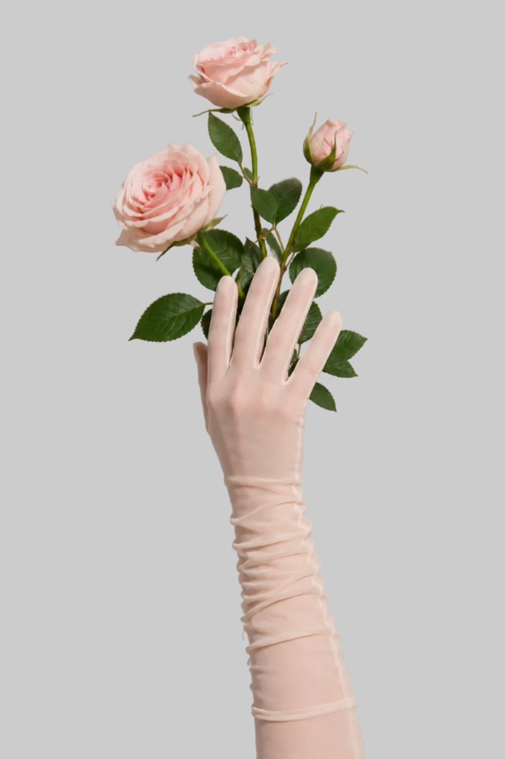 Rosalie 02